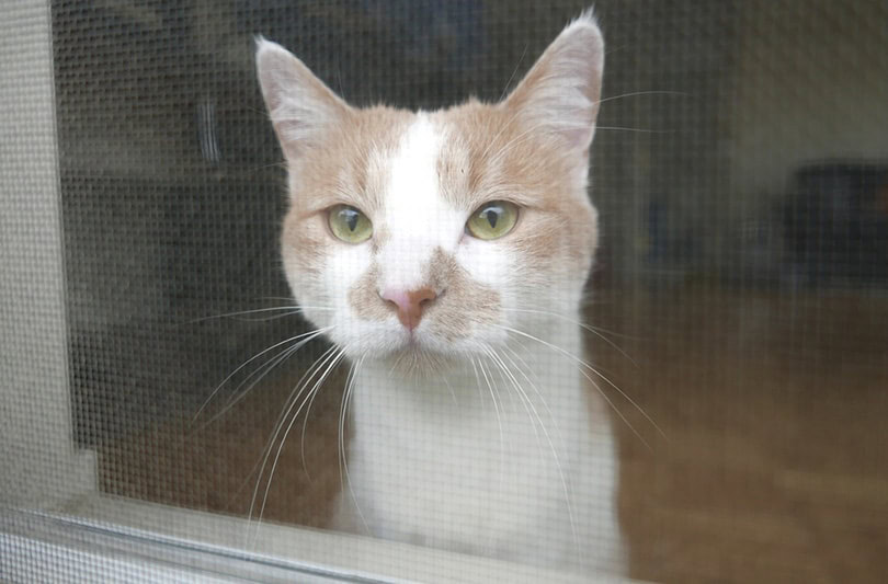 cat looking out from screen door