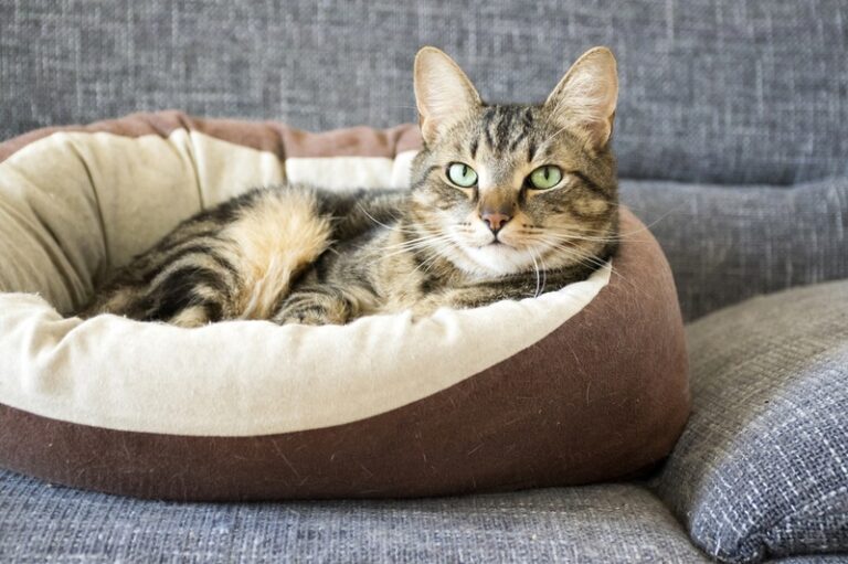 How to Calm Your Cat Down at Night: 13 Vet-Reviewed Tips | The Vet Desk