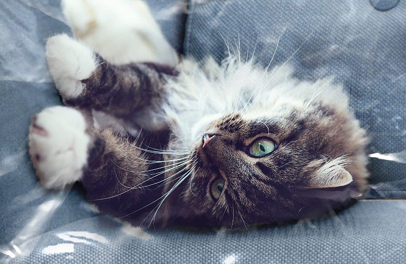 cat lying on the covered couch