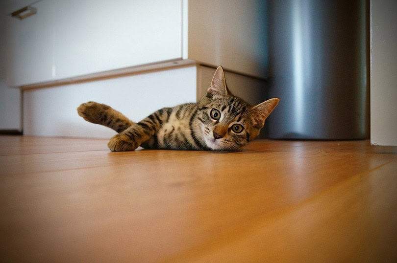 cat lying on the floor