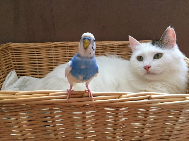 cat lying while a bird is in front