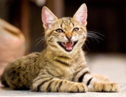 Can Cats Laugh? Emotions Explained & FAQs | The Vet Desk