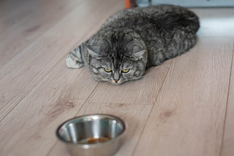 Cat Fasting Explained: Why You Should Never Fast Your Cat (Vet Answer ...