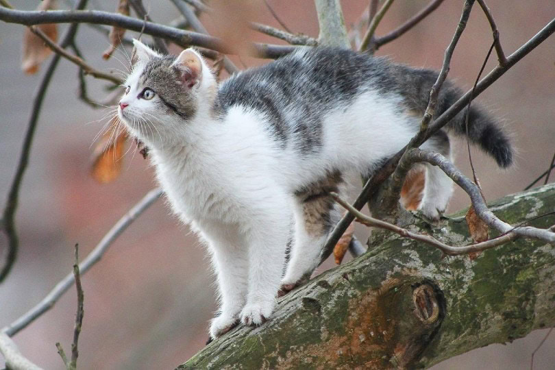 cat on a tree branch