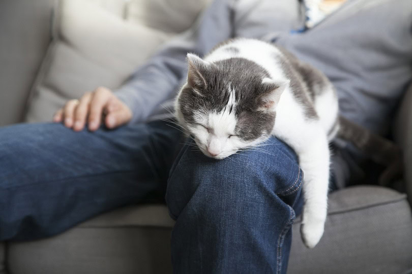 cat on man's lap