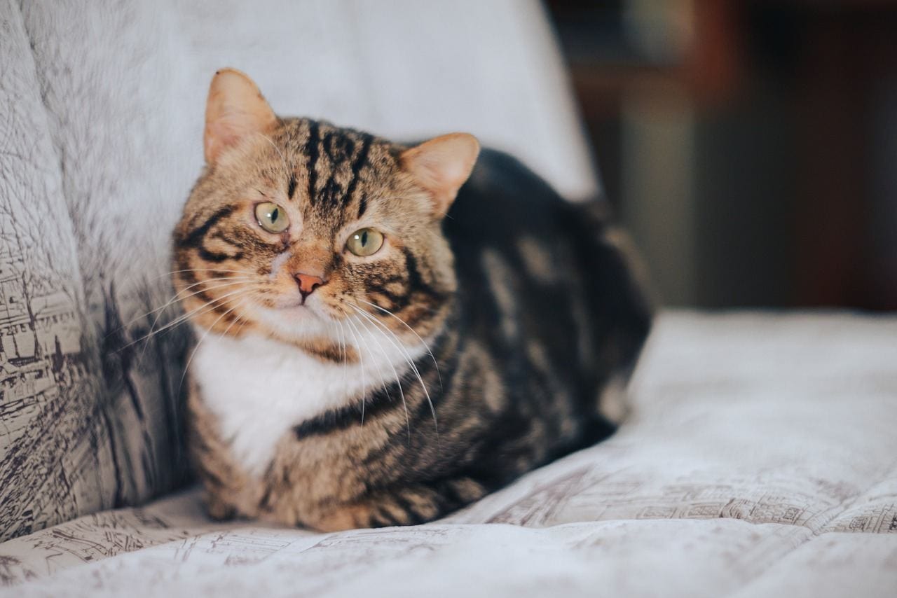 cat on the couch