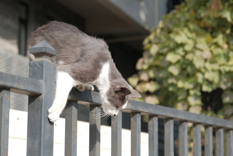 cat on the fence