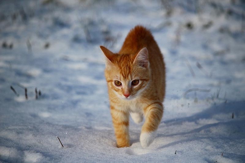 cat outside snow