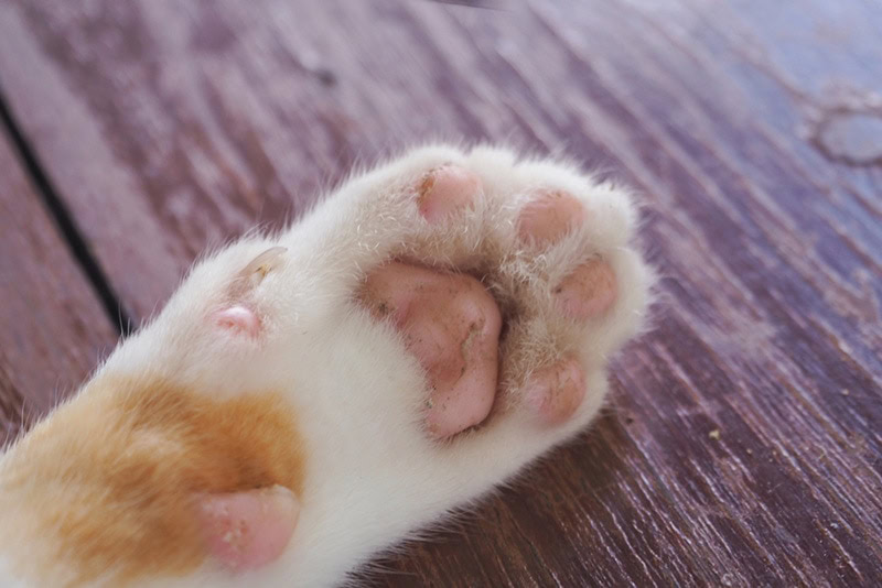 cat paw peeling infected
