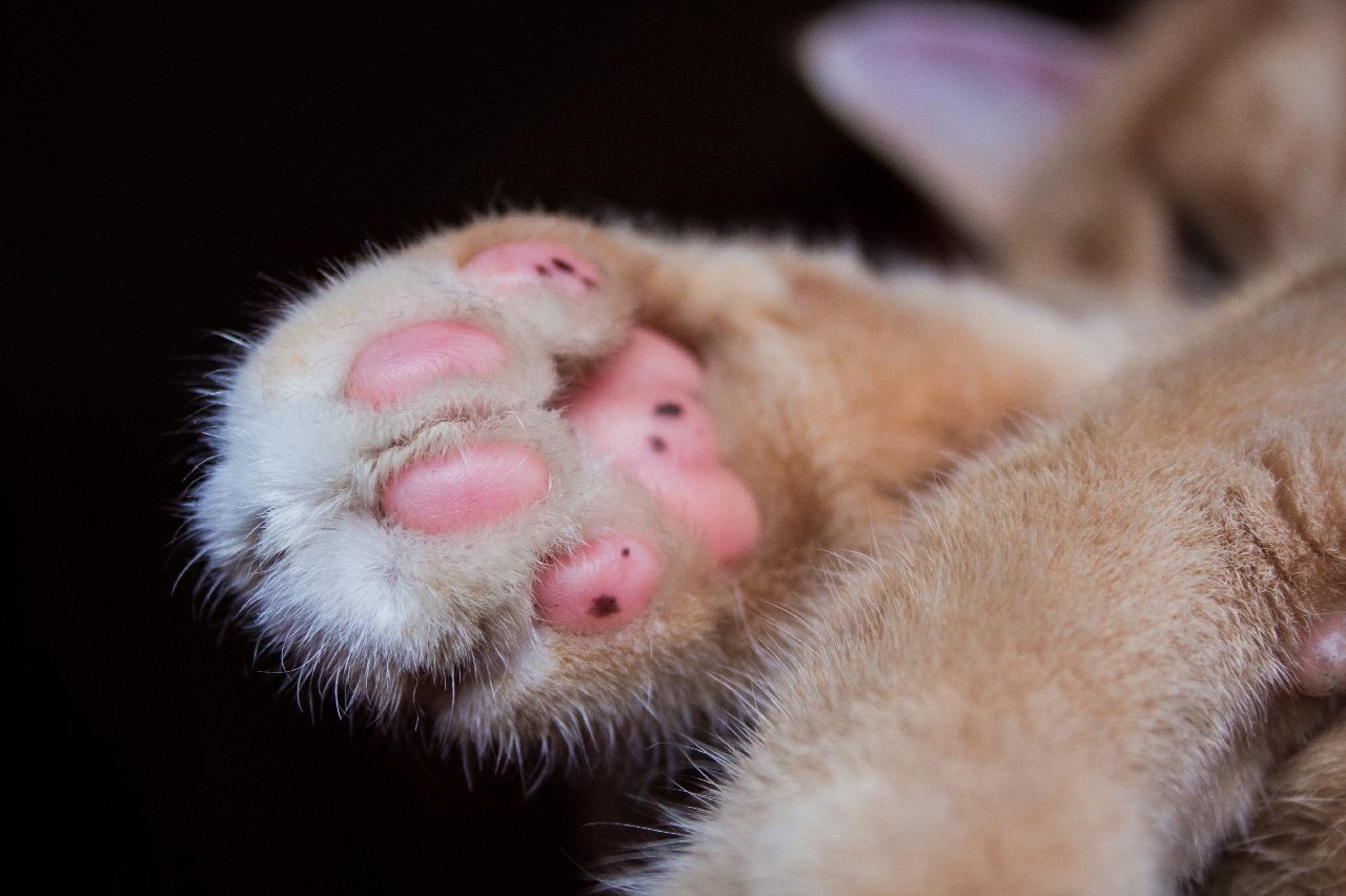 cat paw