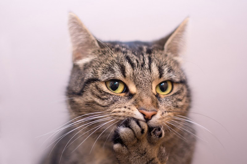 cat pawing on mouth