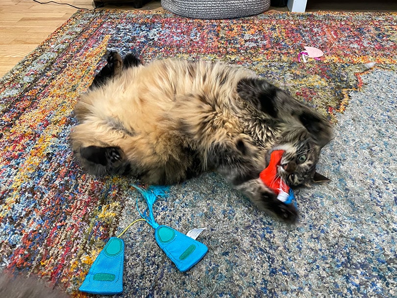cat playing meowbox toys