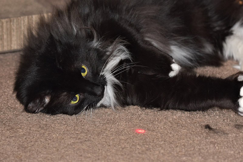 cat playing with red laser dot