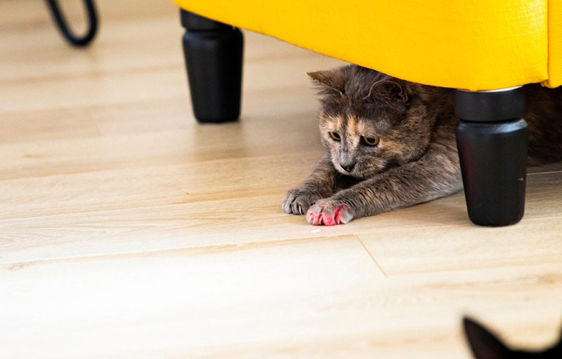 cat playing with red laser dot