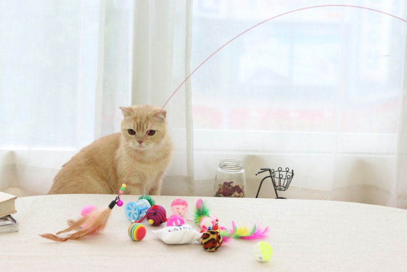 cat playing with toys