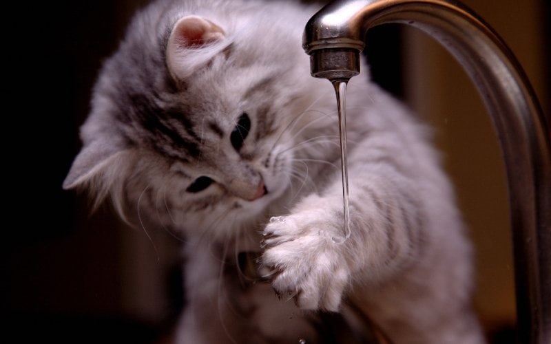cat playing with water from the faucet
