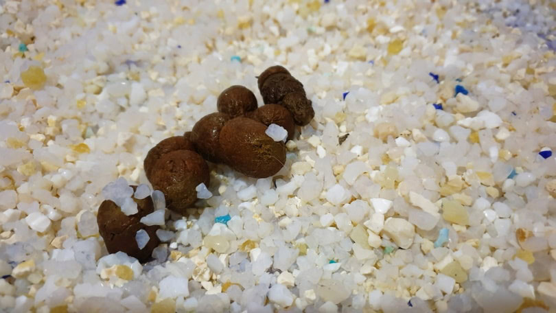 cat poop on litter box