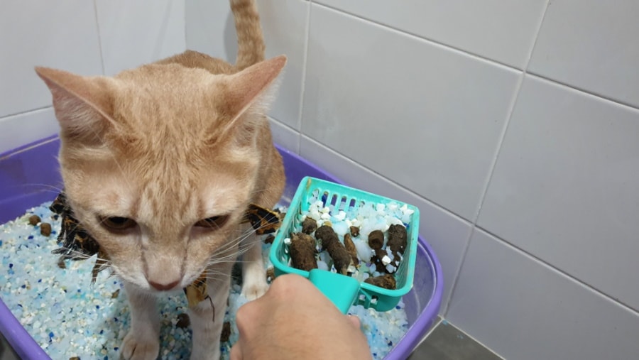 cat poop on plastic shovel