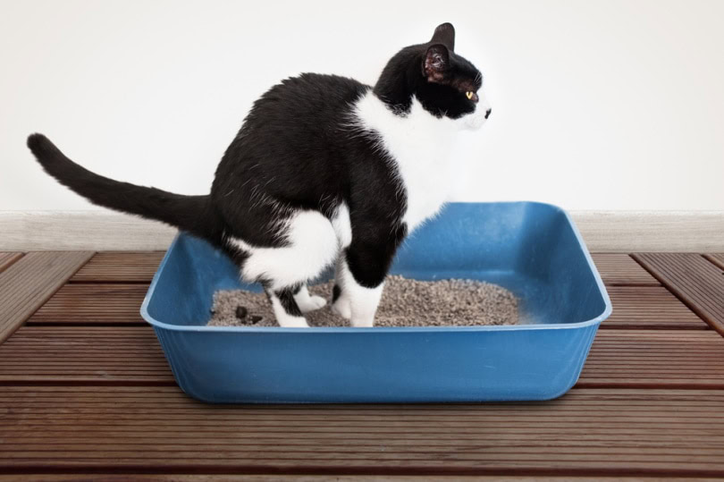 cat pooping in litter box