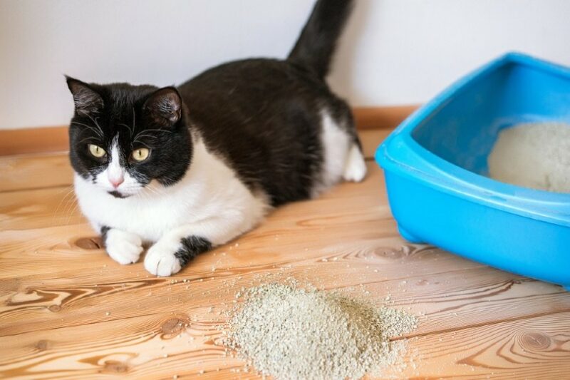 cat pooping outside the litter box