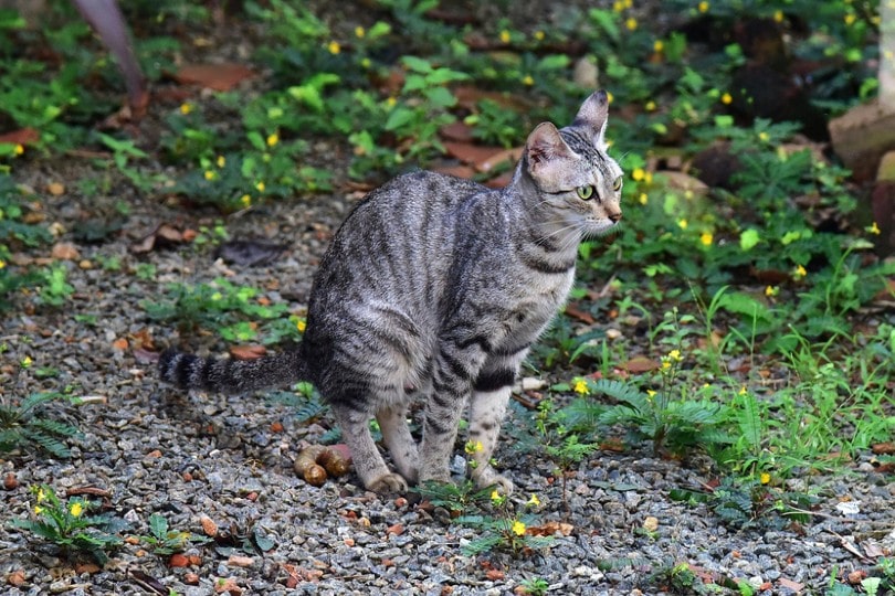 cat pooping outside