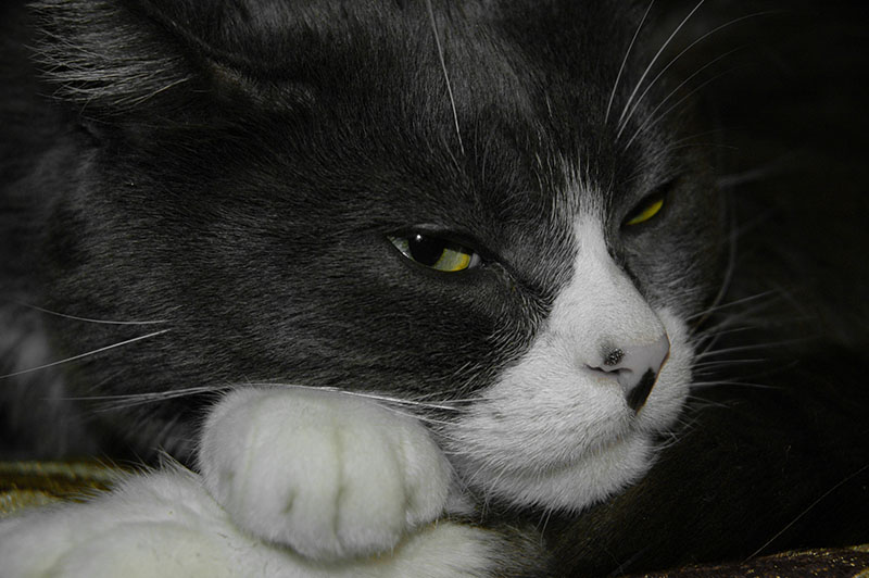 cat resting his chin on his paws