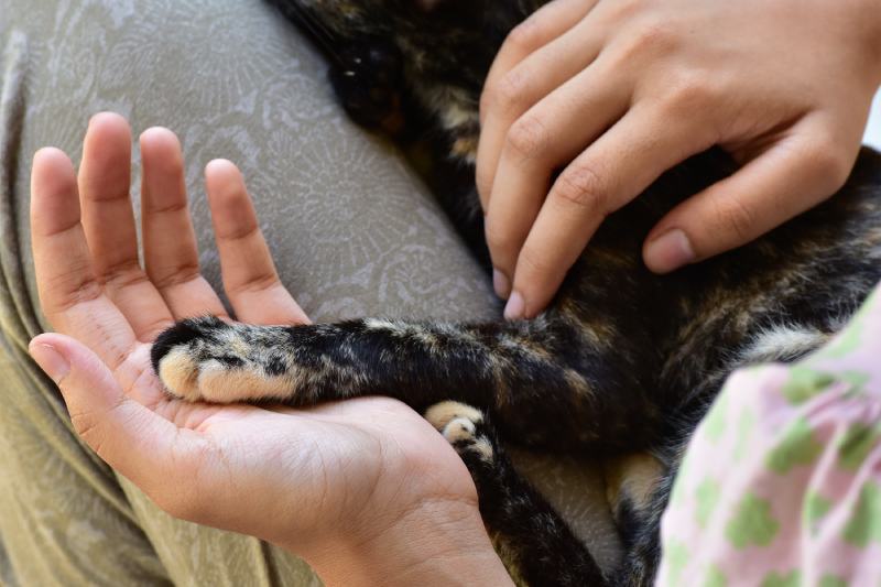 cat resting in the lap of a teenage girl, with its left leg in the palm