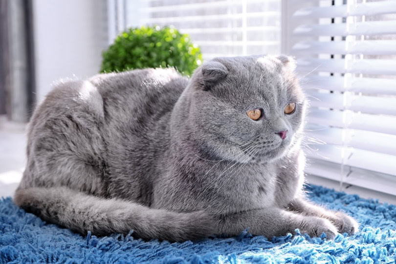 cat resting near window