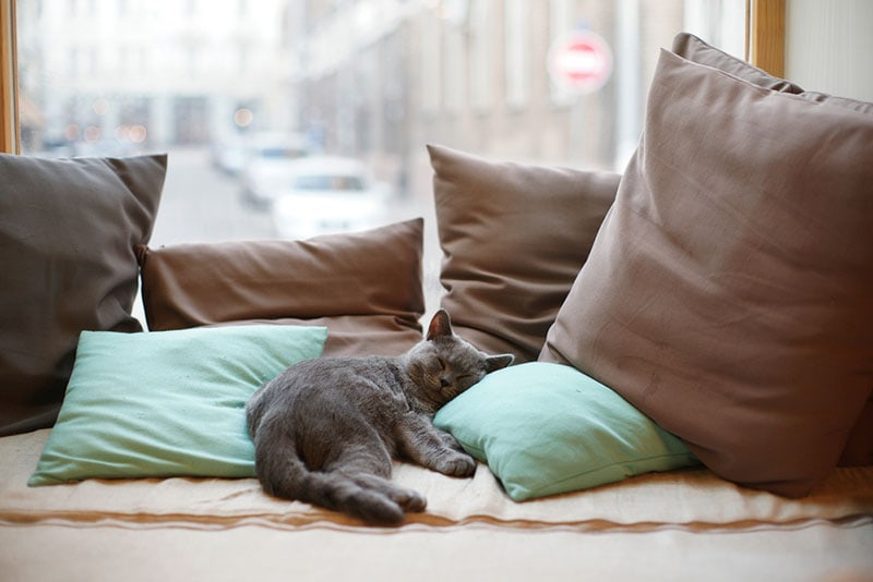 cat resting on pillows