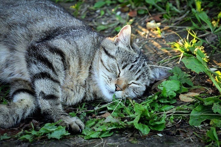 cat rolling around in catnip