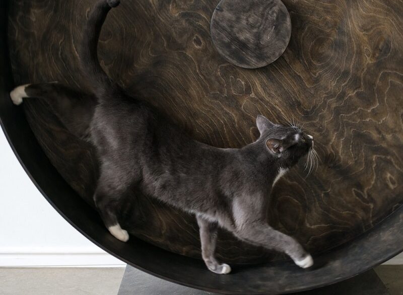 cat running on exercise wheel