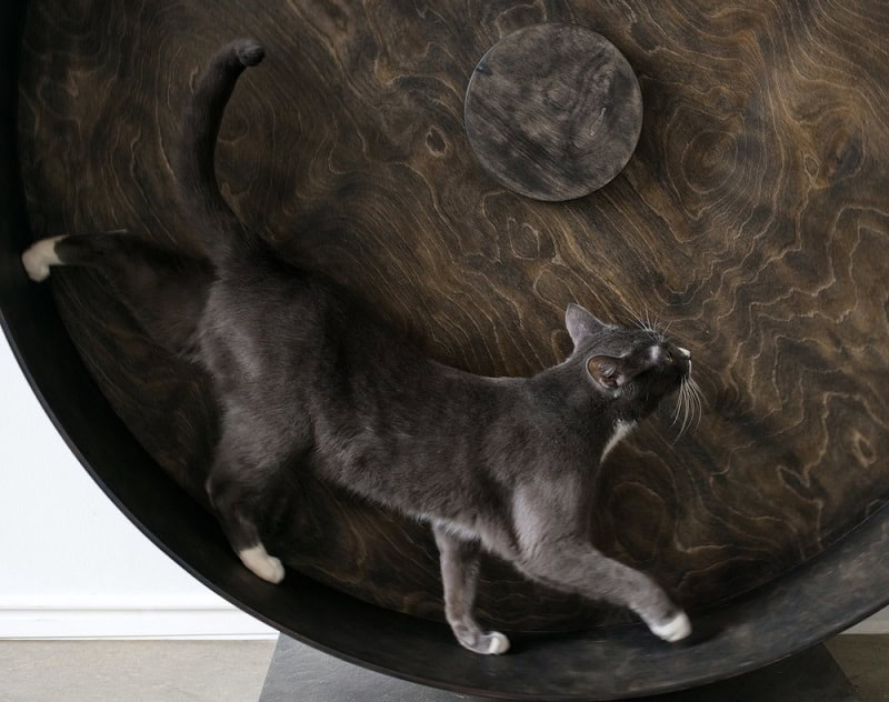 cat running on exercise wheel