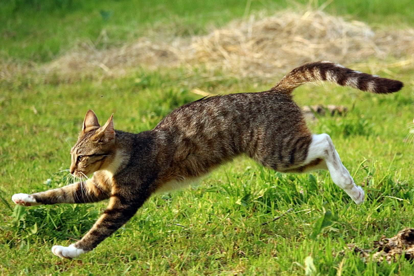 cat running on grass