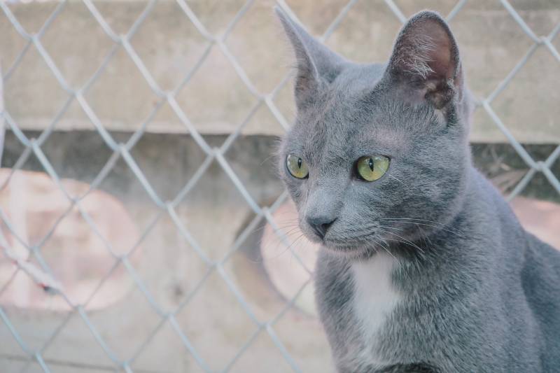 cat sitting in front of wire mesh and concrete wall