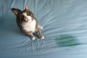 Why Does My Cat Pee on My Bed? 7 Vet-Verified Reasons & Solutions The