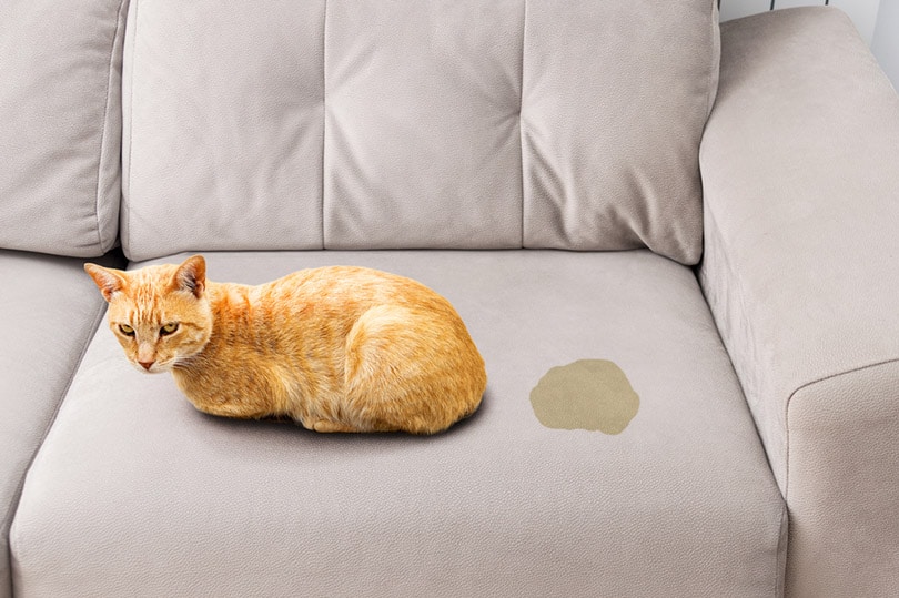 cat sitting near wet or piss spot on the sofa