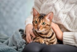 Can Cats Eat Spinach? Vet Reviewed Nutrition Facts The Vet Desk