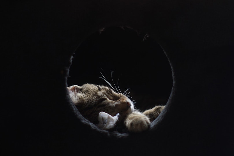 cat sleeping in a cat condo