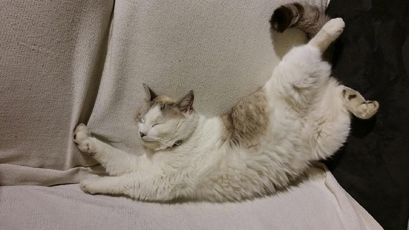 cat sleeping in a contorted position