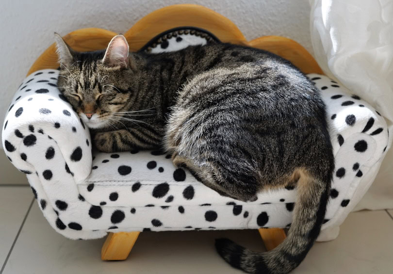 cat sleeping in cat bed
