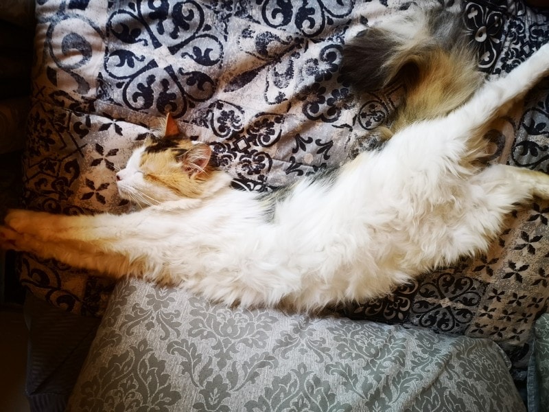 cat sleeping in half moon crescent on blankets