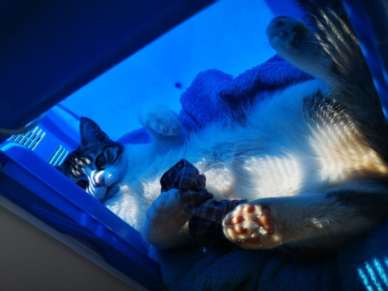 cat sleeping like couch potato