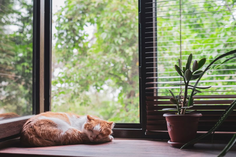cat sleeping near window