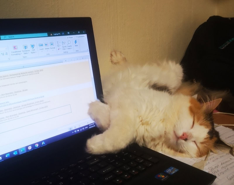 cat sleeping on computer