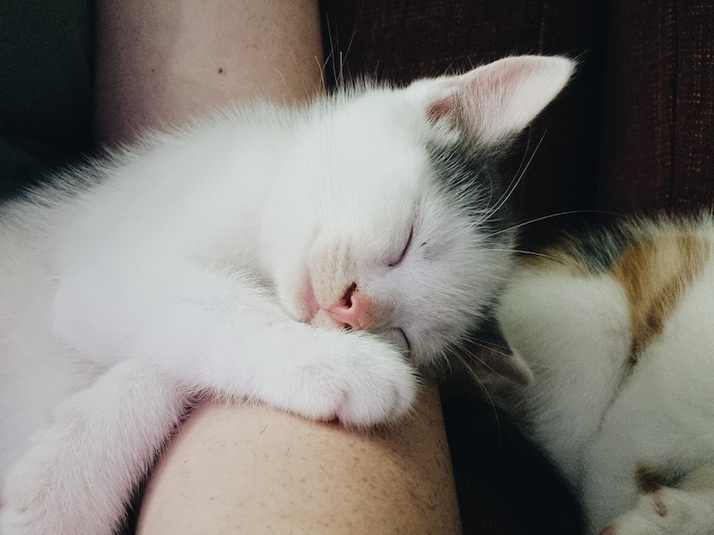 cat sleeping on person
