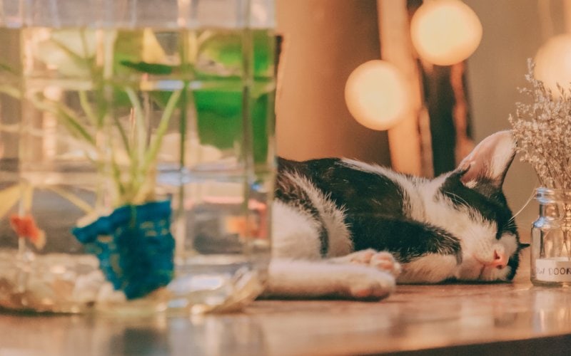 cat sleeping on the table