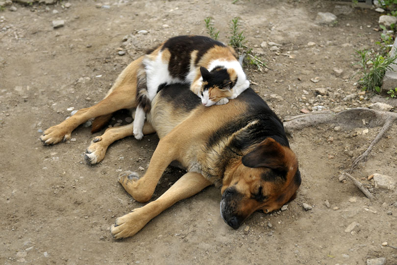 cat sleeps on a dog outdoor