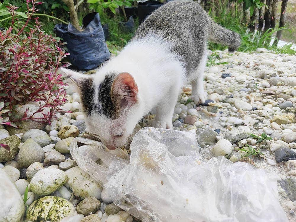 cat smelling and about to lick plastic outside