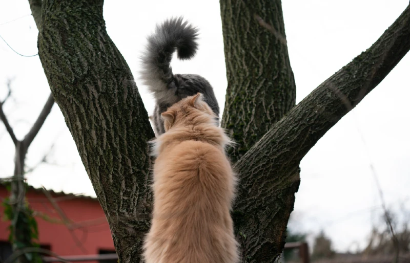 cat smelling another cat on a tree