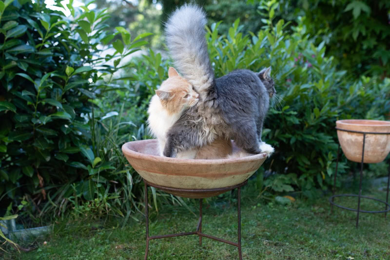 cat smelling butt of other cat